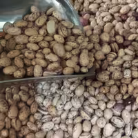 لوبیا چیتی خوش پخت درجه یک در بسته بندی یک کیلویی