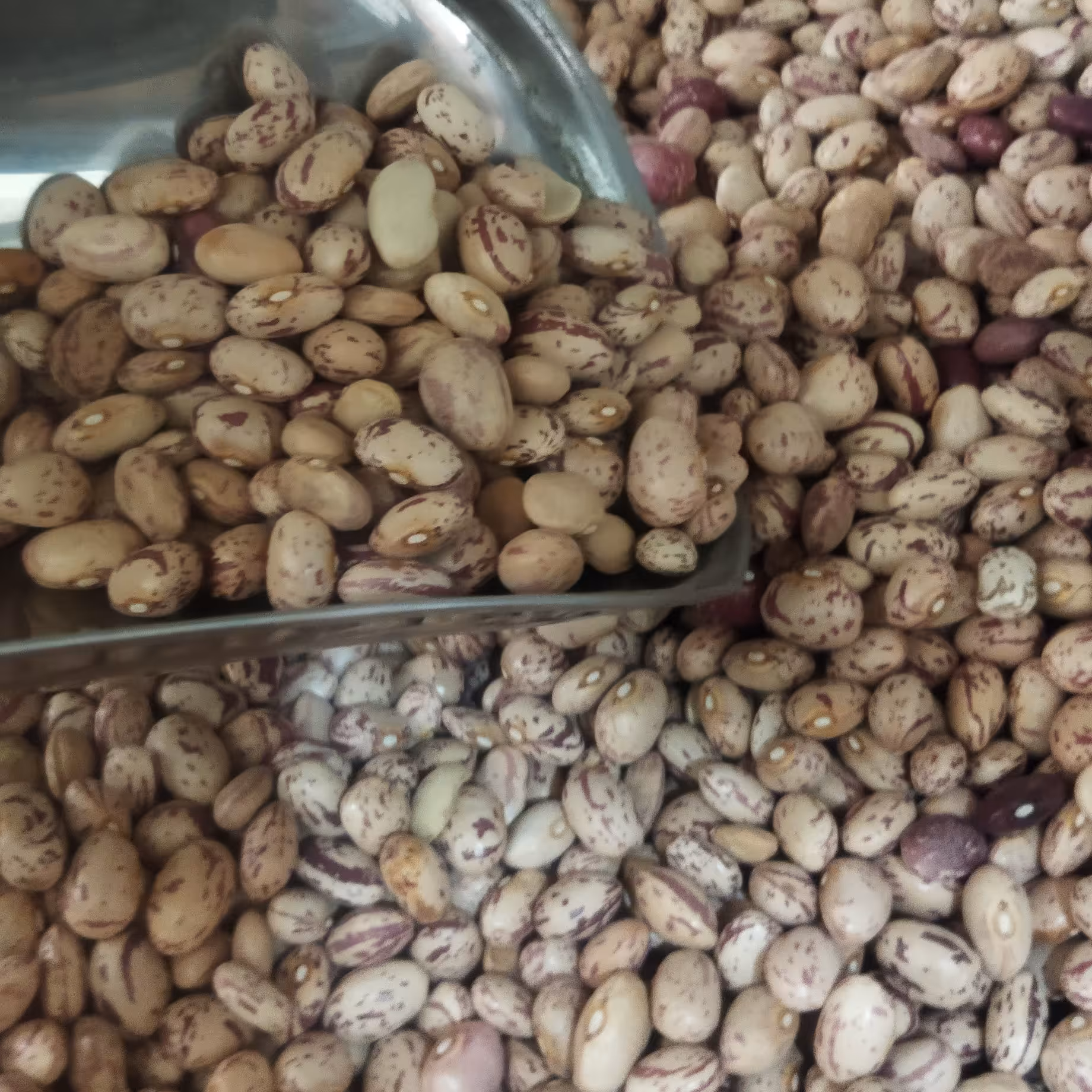 لوبیا چیتی خوش پخت درجه یک در بسته بندی یک کیلویی