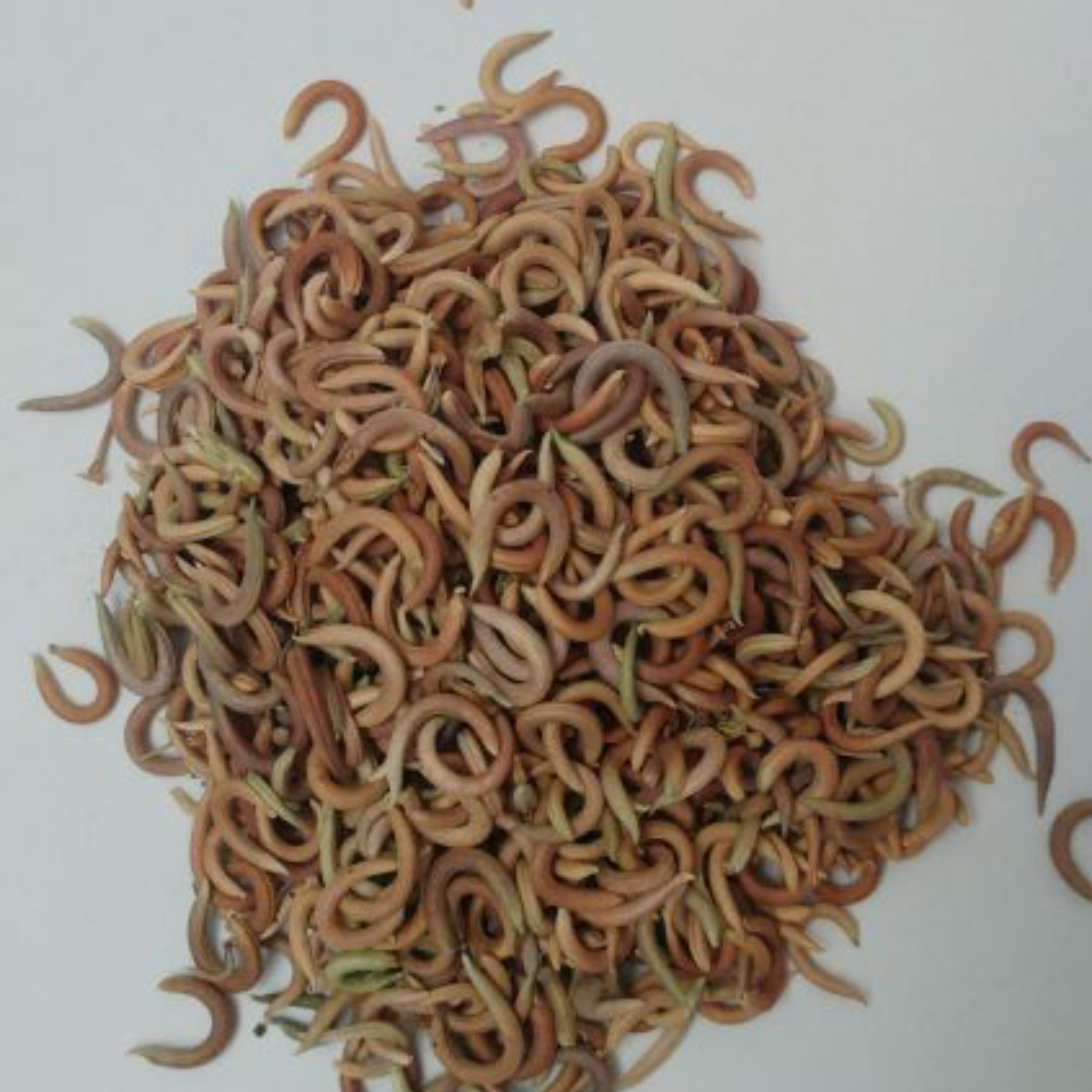 ناخنک ریز ( 120 گرمی ) عطاری نیکو طبیب