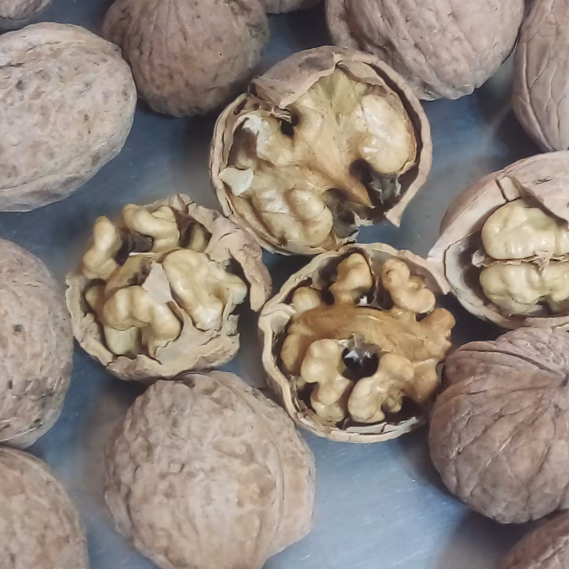 گردو مغزسفید پوست کاغذی  درجه یک ایرانی