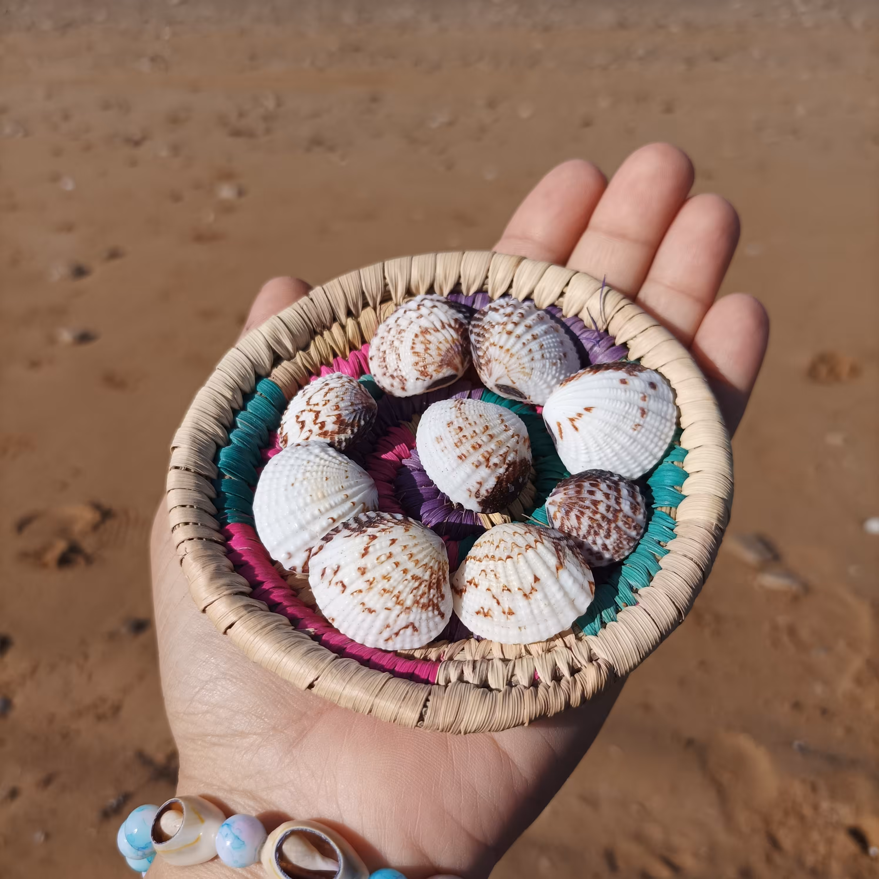 10عدد صدف کفه ای سفید با طرحهای قهوه ای با رنگ طبیعی مناسب رزین، شمع و کارهای هنری