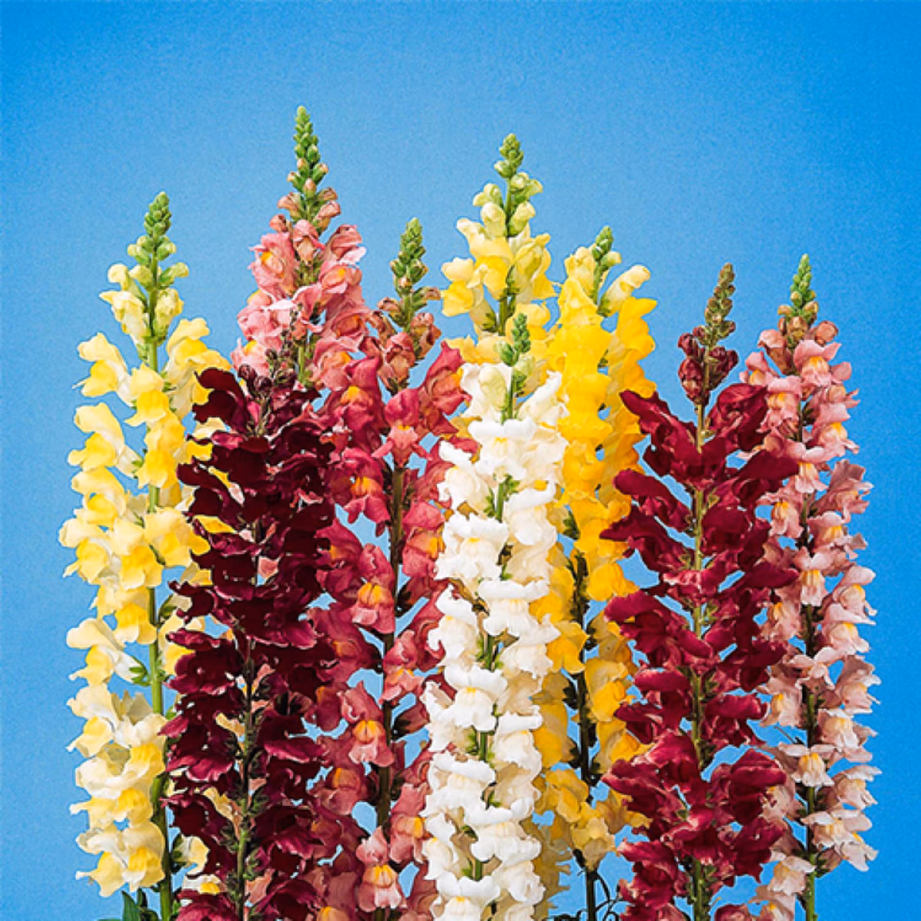 بذر گل میمون خوراکی 20 عددی