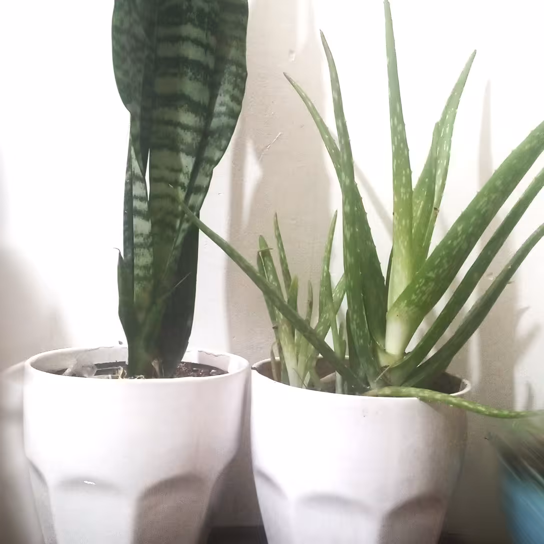 مجموع گیاه آپارتمانی سانسوریا و الوئه ورا ،به همراه گلدان های سرامیکی