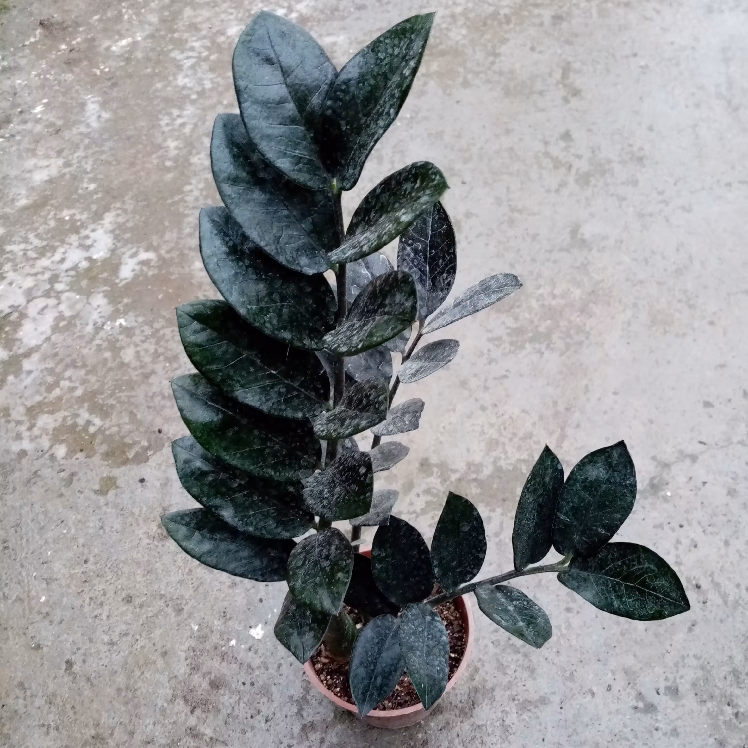 گل زامیفولیا بلک گلدان 14 سانتی متری کدZZB004(ارسال بصورت پس کرایه) 