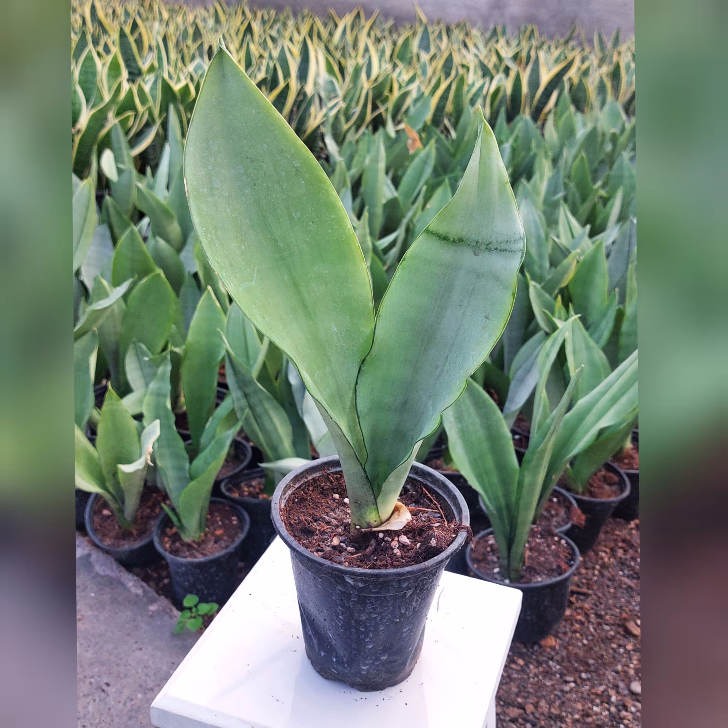 سانسوریا مهتابی گیاه آپارتمانی مقاوم و زیبا