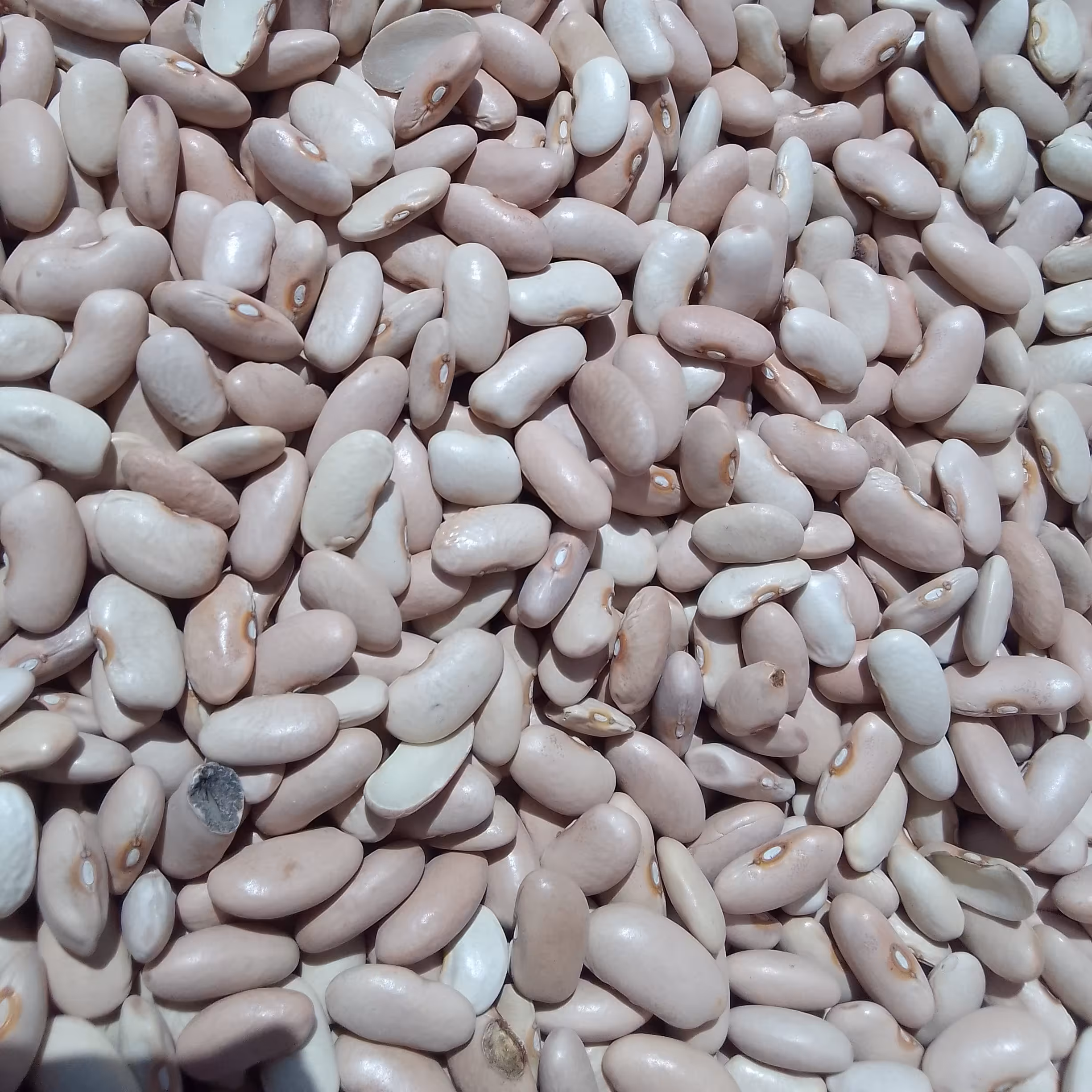 لوبیا کشاورزی