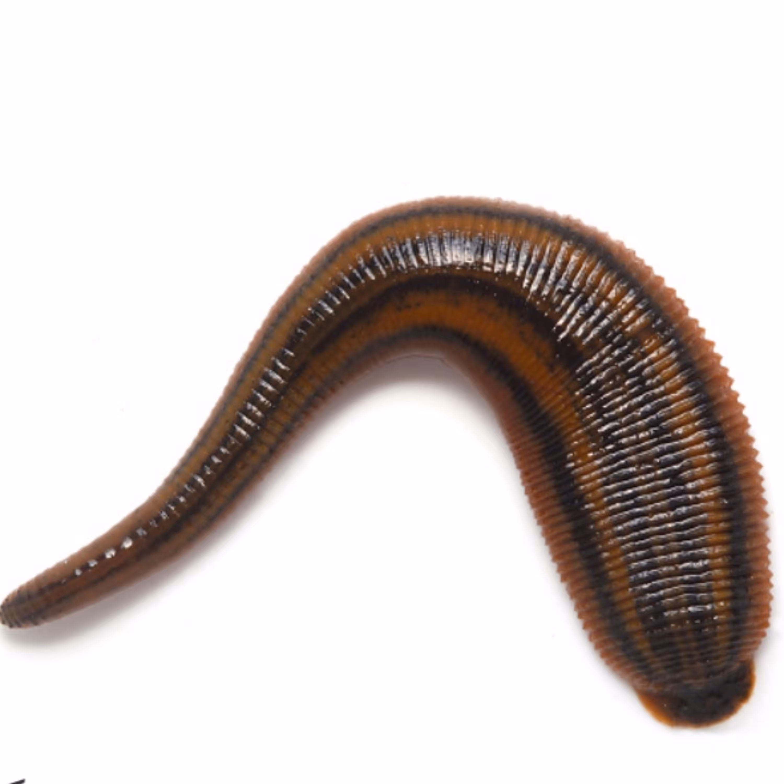 زالوی زنده طبی پک 10 تایی