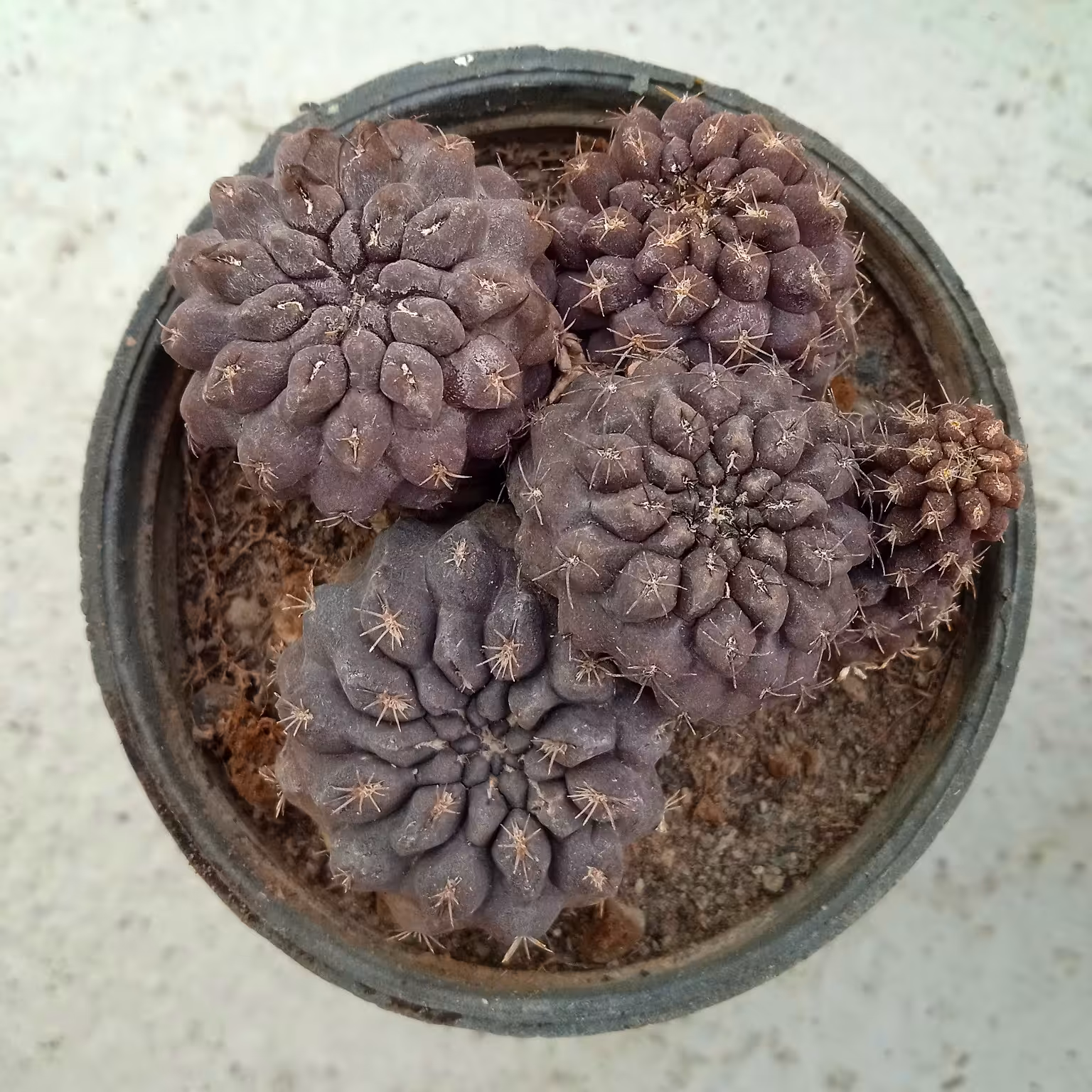 بذر کوپیاپوا