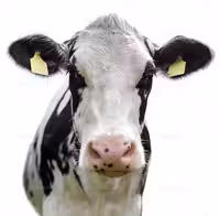 عکس گاو با کیفیت | گرافیک با طعم تربچه