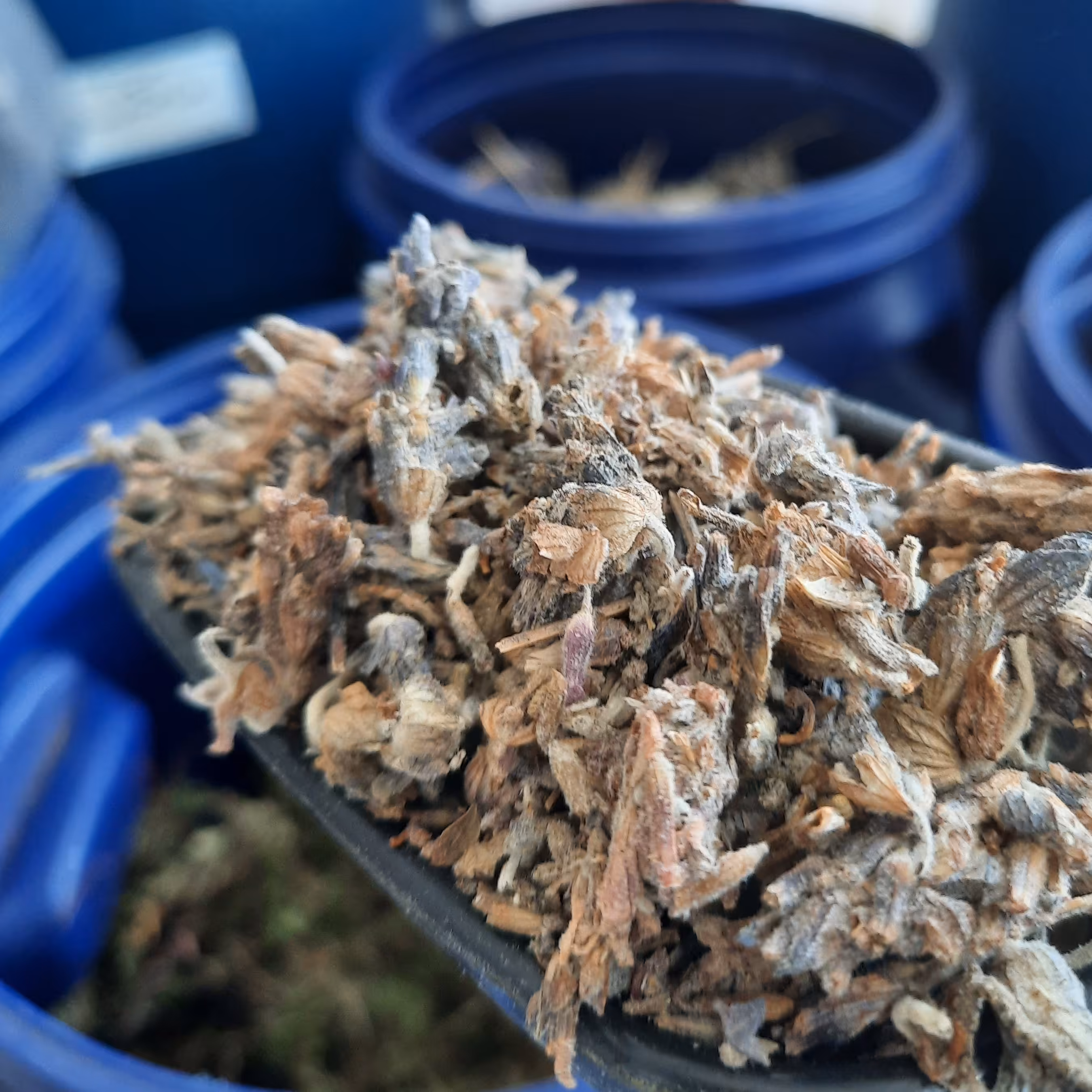 اسطوخودوس شامی