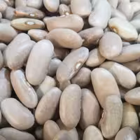 لوبیا کشاورزی درجه یک 