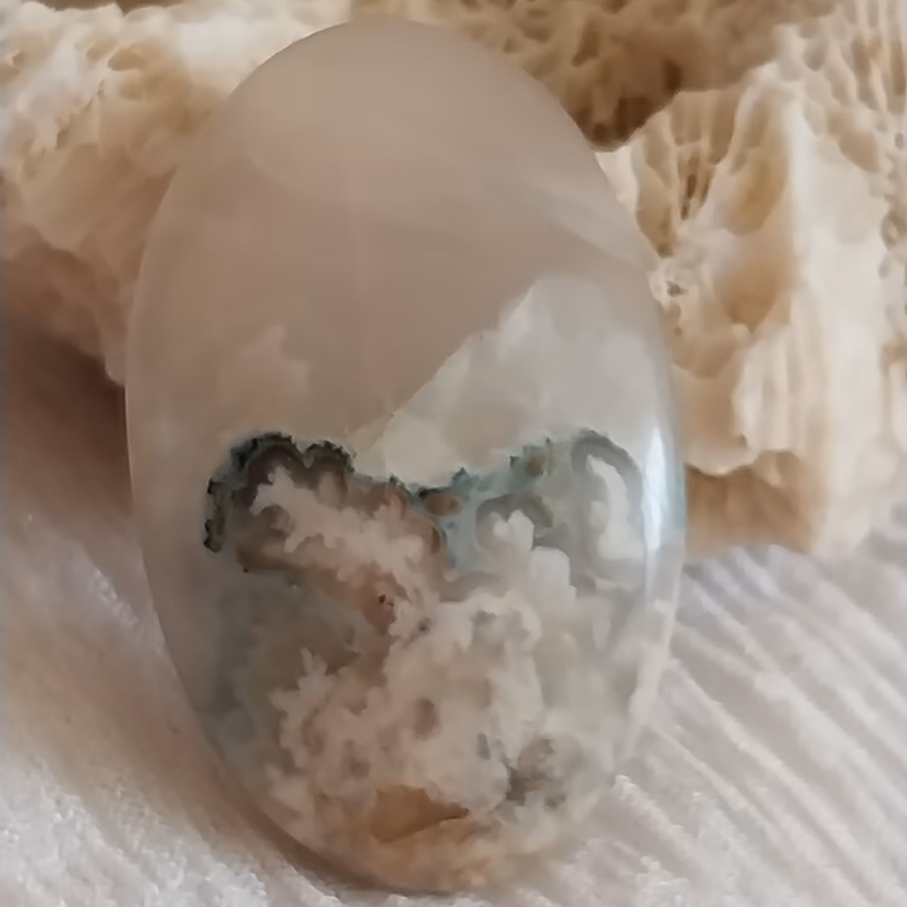 نگین شجر فیروزه ای درشت بسیار ناب و زیبا