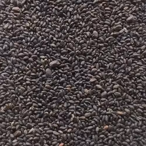 تخم شربتی ریز اصلی نیم کیلوی