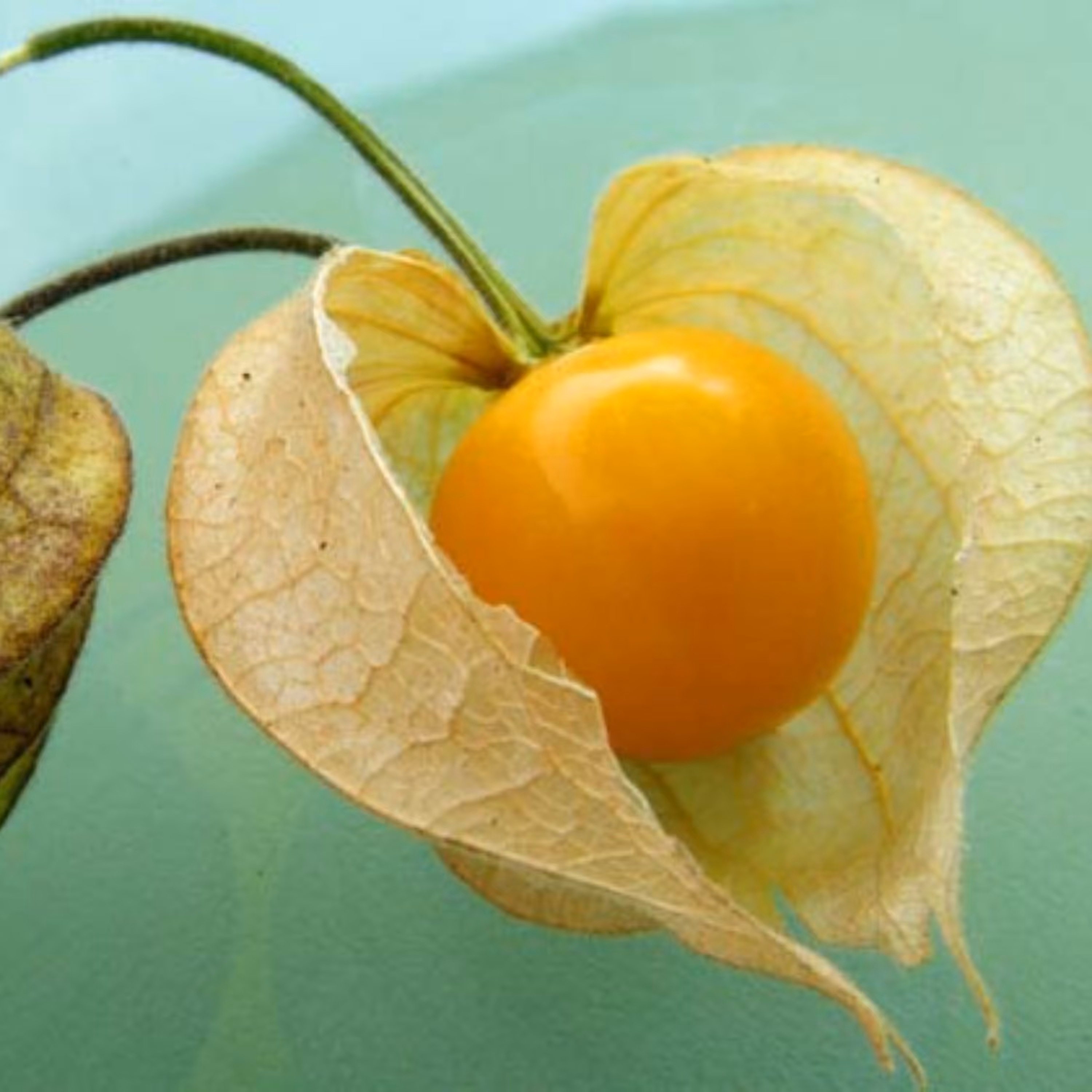 بذر فیسالیس آمریکایی بسته 30 عددی
