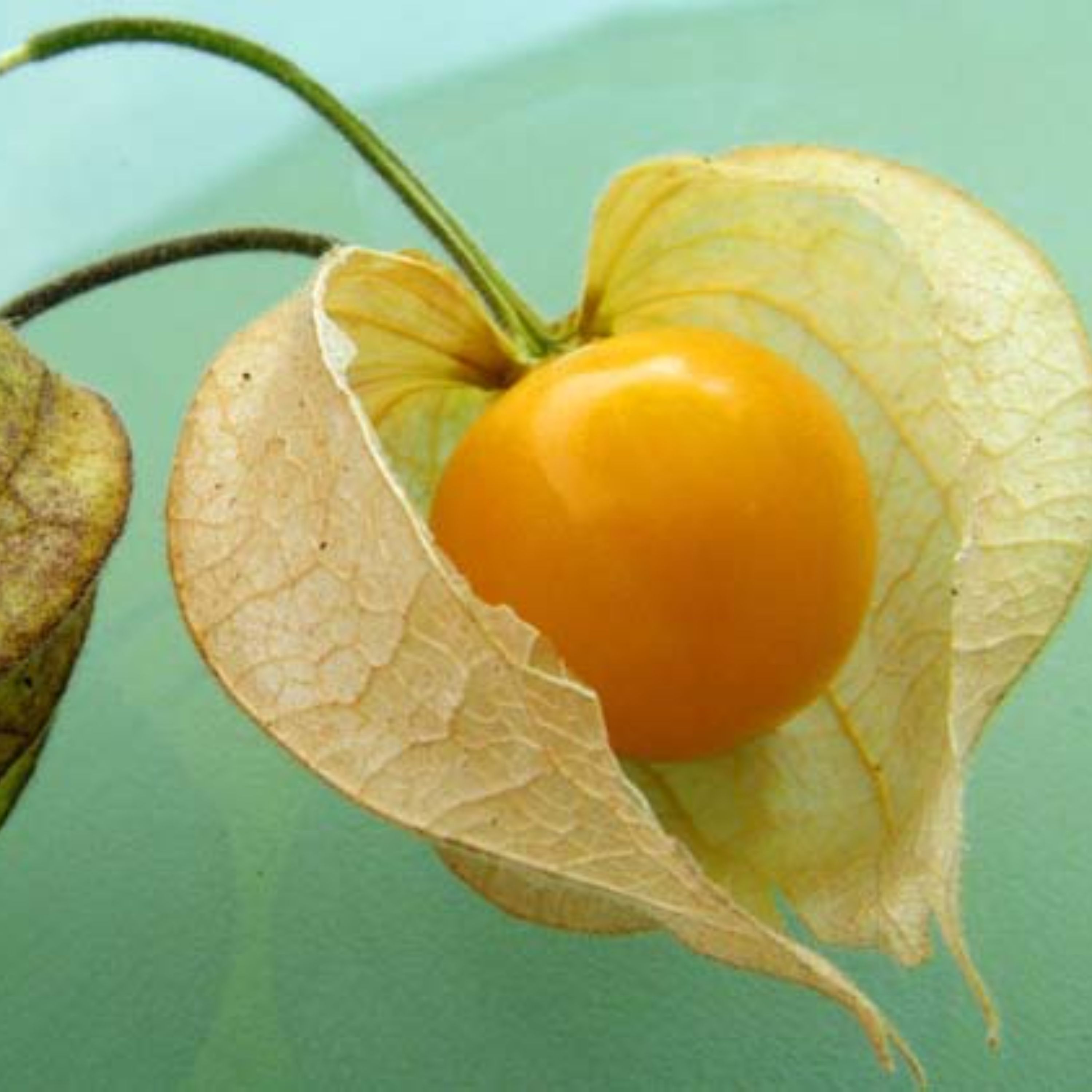 بذر فیسالیس آمریکایی بسته 30 عددی
