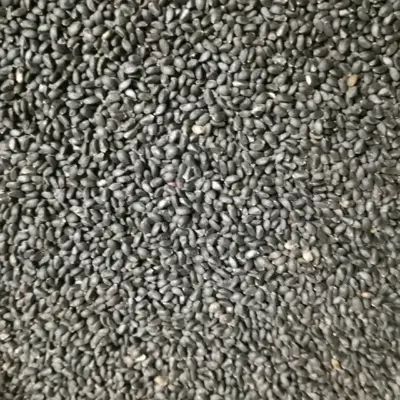 تخم شربتی درشت اعلاء یک کیلویی