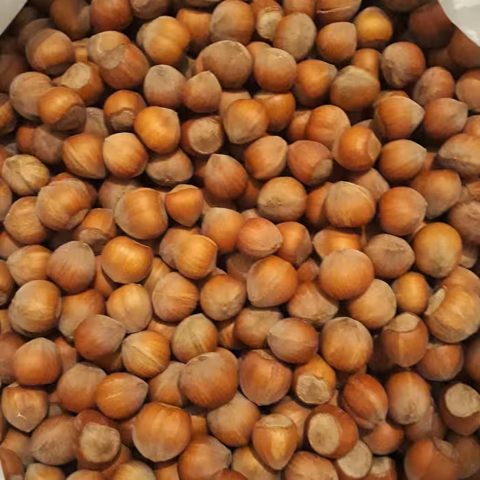 فندوق خشک ییلاق اشکورگیلان (مخلوط) 