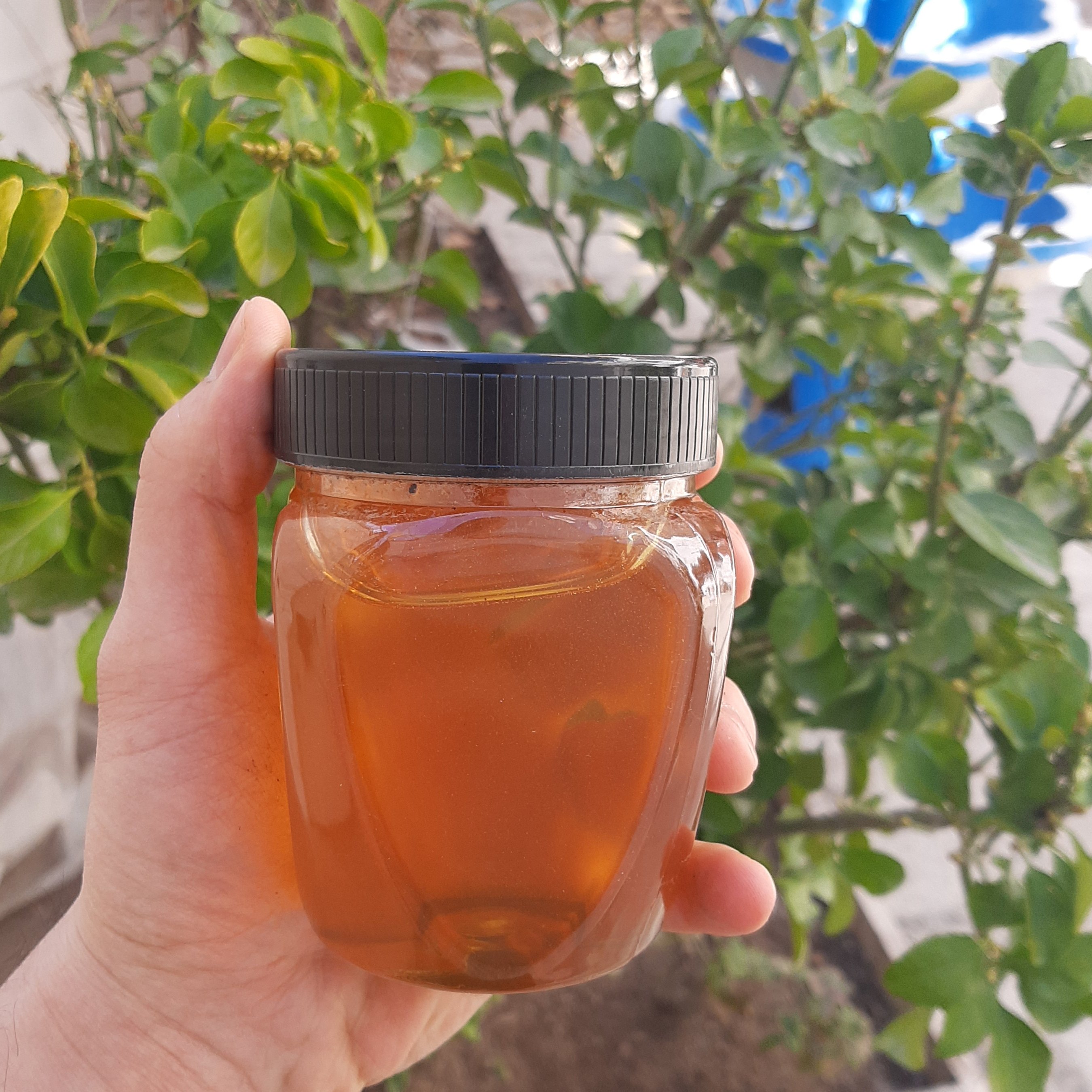 عسل چندگاه تغذیه شده نیم کیلوئی 