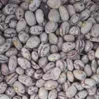 لوبیا چیتی یک کیلوگرم