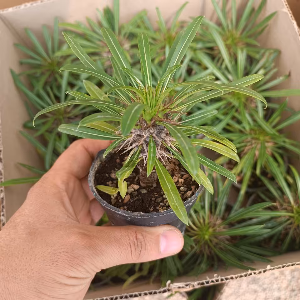 نخل ماداگاسکار  سایز  8 
