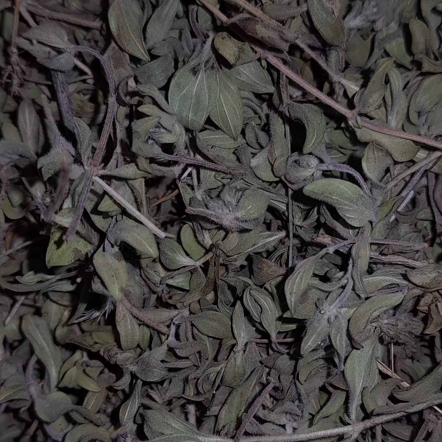 برگ آویشن شیرازی (100گرمی ) خوش بو اصل 