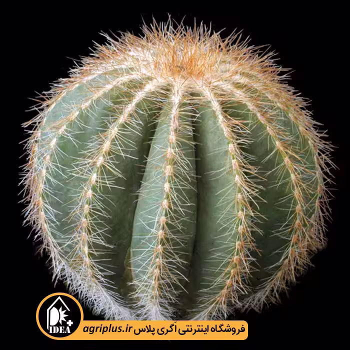 بذر کاکتوس Eriocactus Magnificus