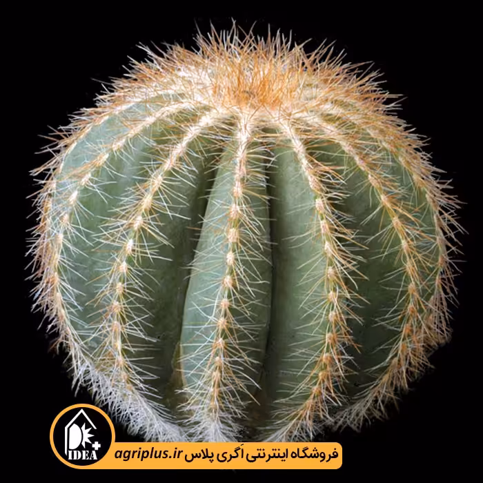 بذر کاکتوس Eriocactus Magnificus