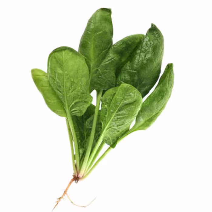 بذر سبزی اسفناج 