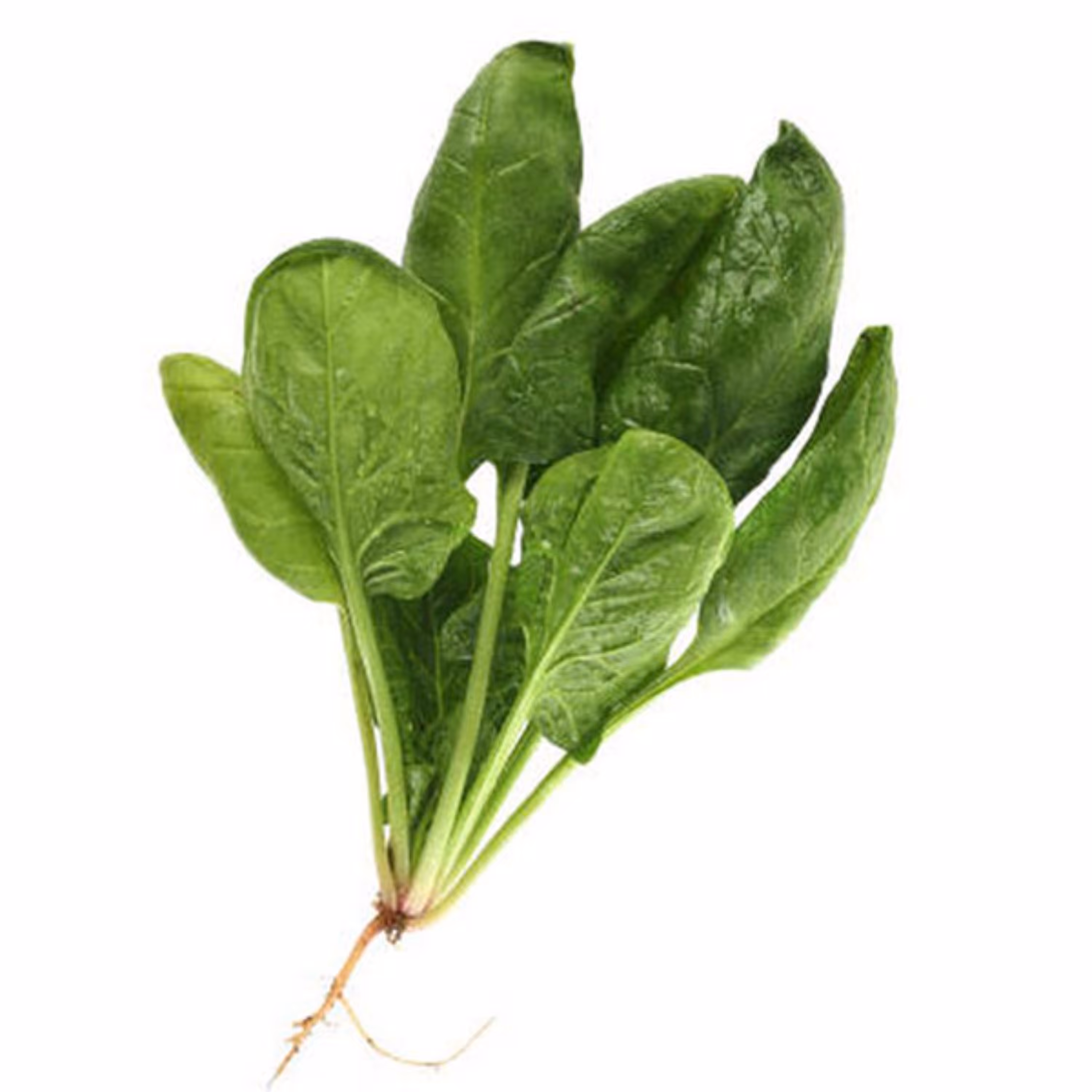 بذر سبزی اسفناج 