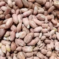 بادام زمینی درشت و دو الکه آستانه امسالی و درجه یک  750 گرمی