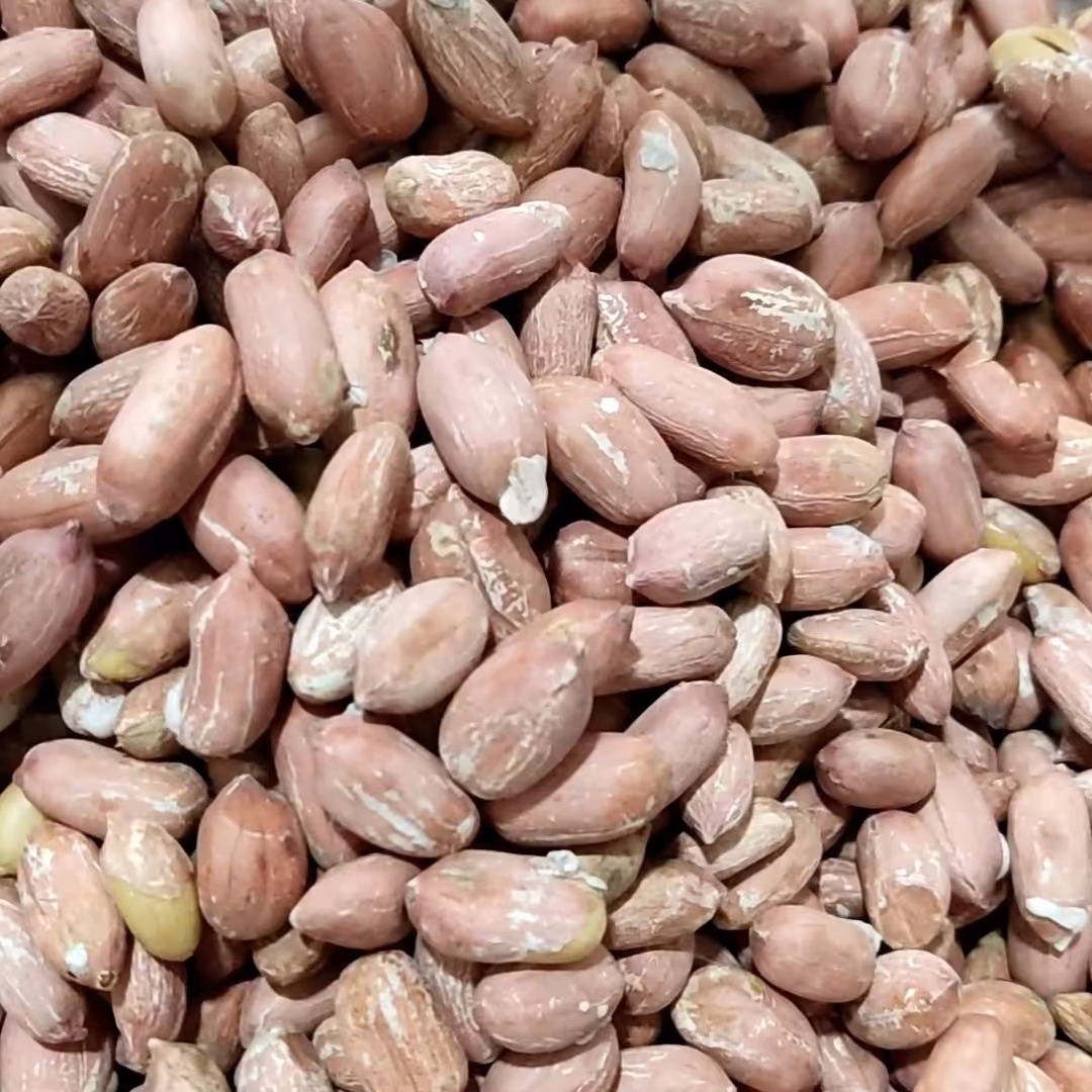 بادام زمینی درشت و دو الکه آستانه امسالی و درجه یک  750 گرمی