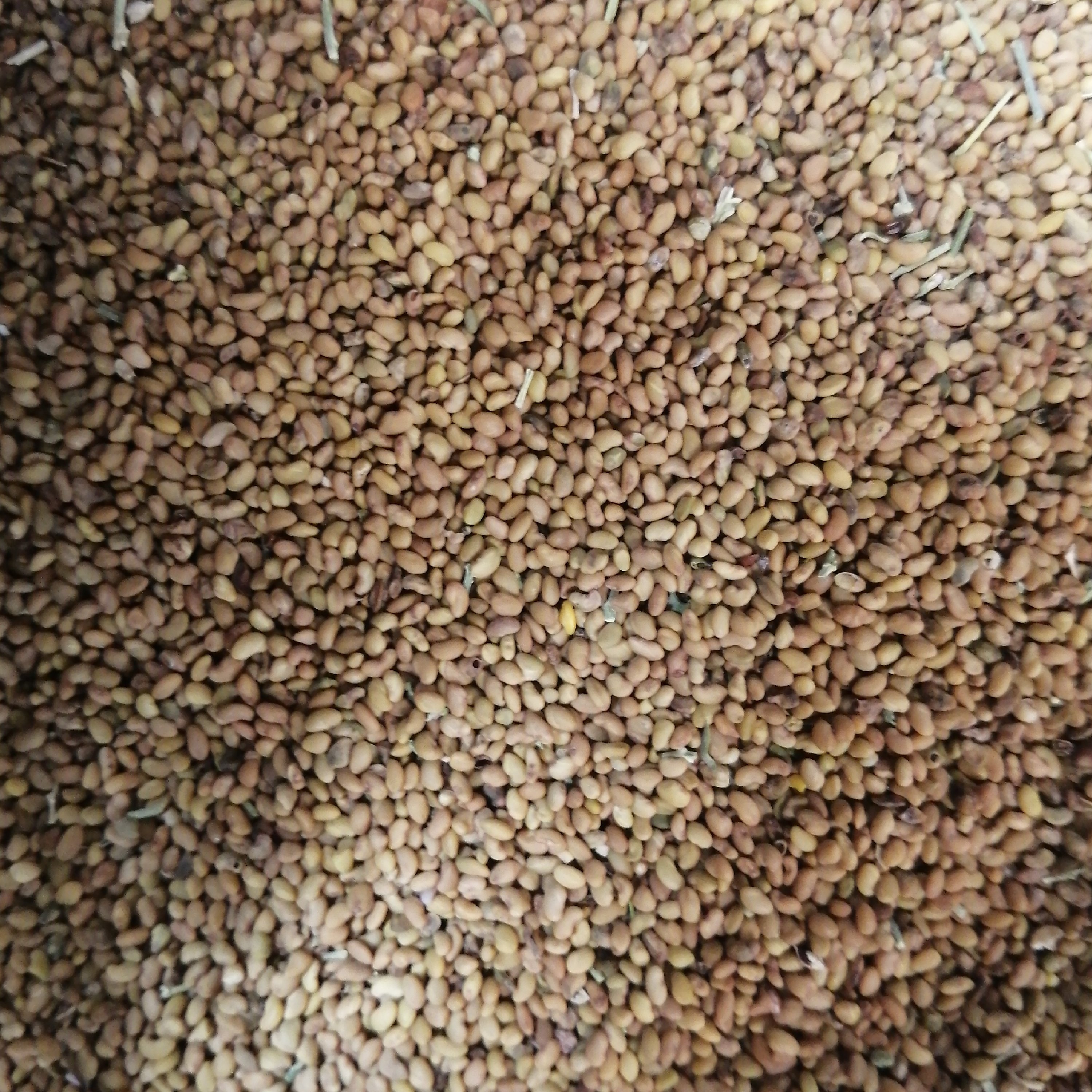 بذر یونجه75 گرم
