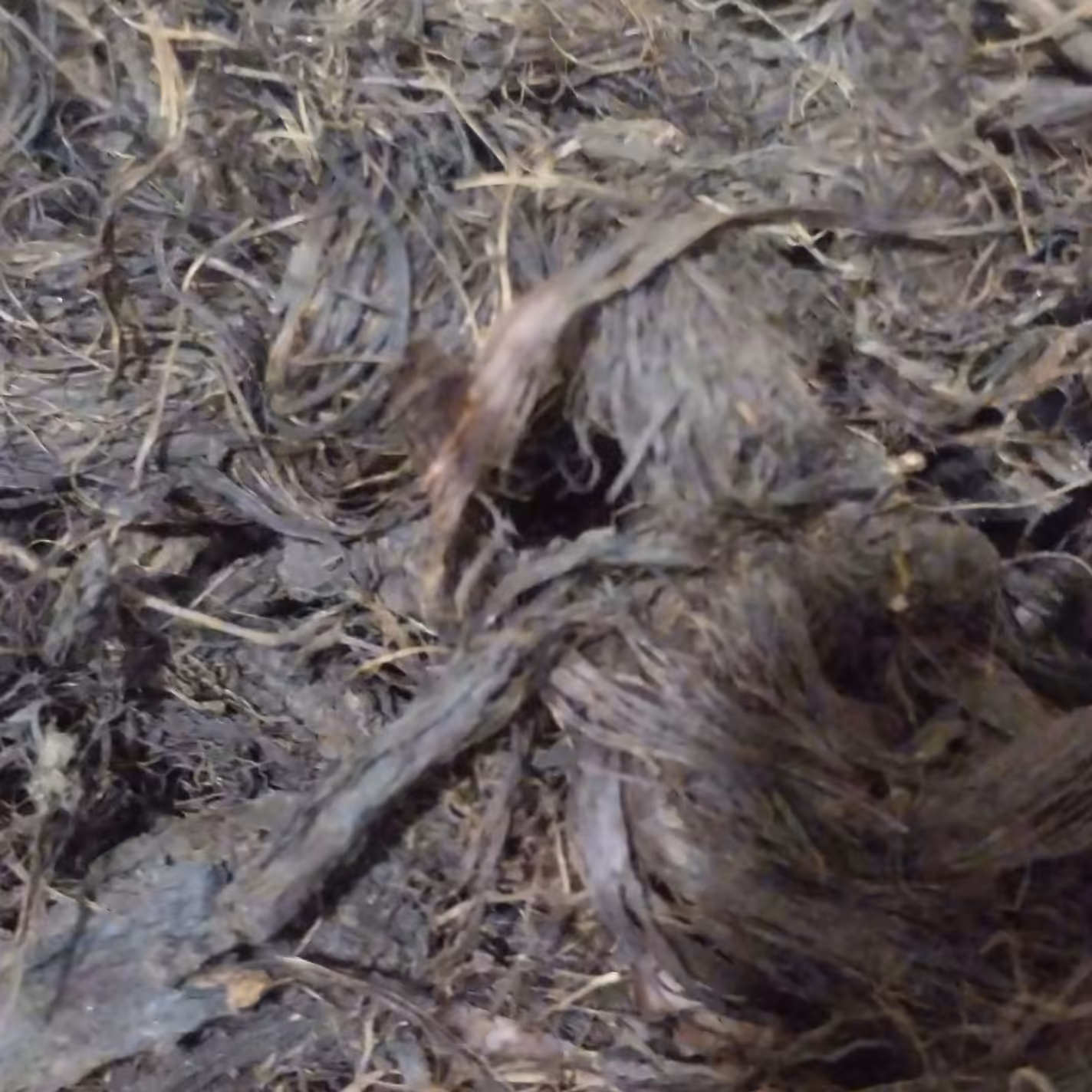 سنبل الطیب سوپر ممتاز