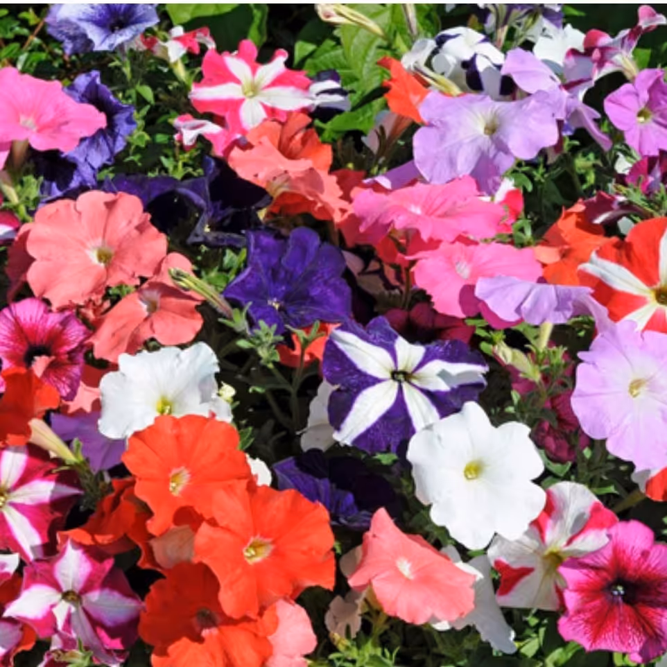 بذر گل اطلسی گل درشت الوان  رنگارنگ( مخلوط 12 رنگ و طرح ) 100 عددی 