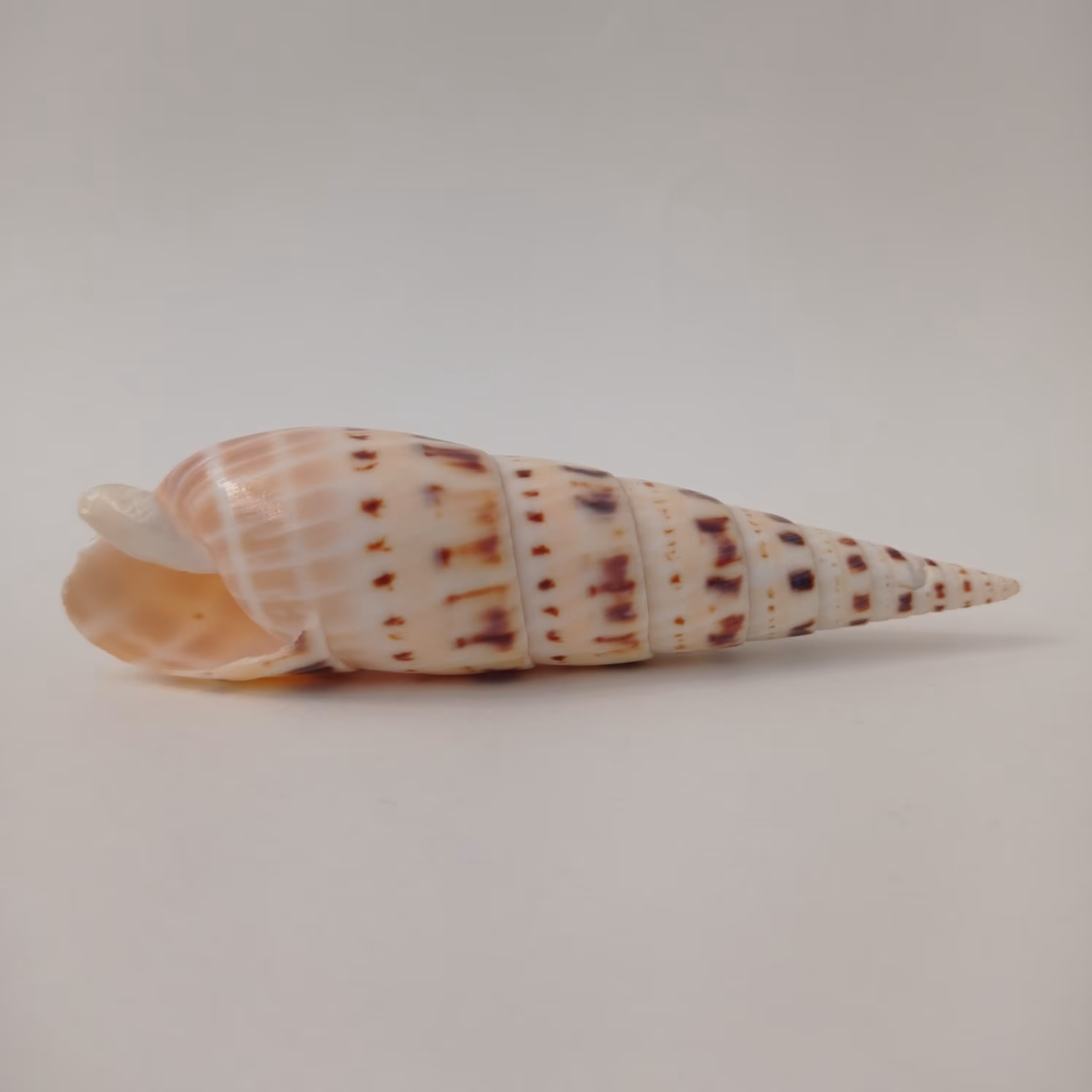 صدف کلکسیونی موشکی با طرح و رنگ طبیعی 11 سانتی