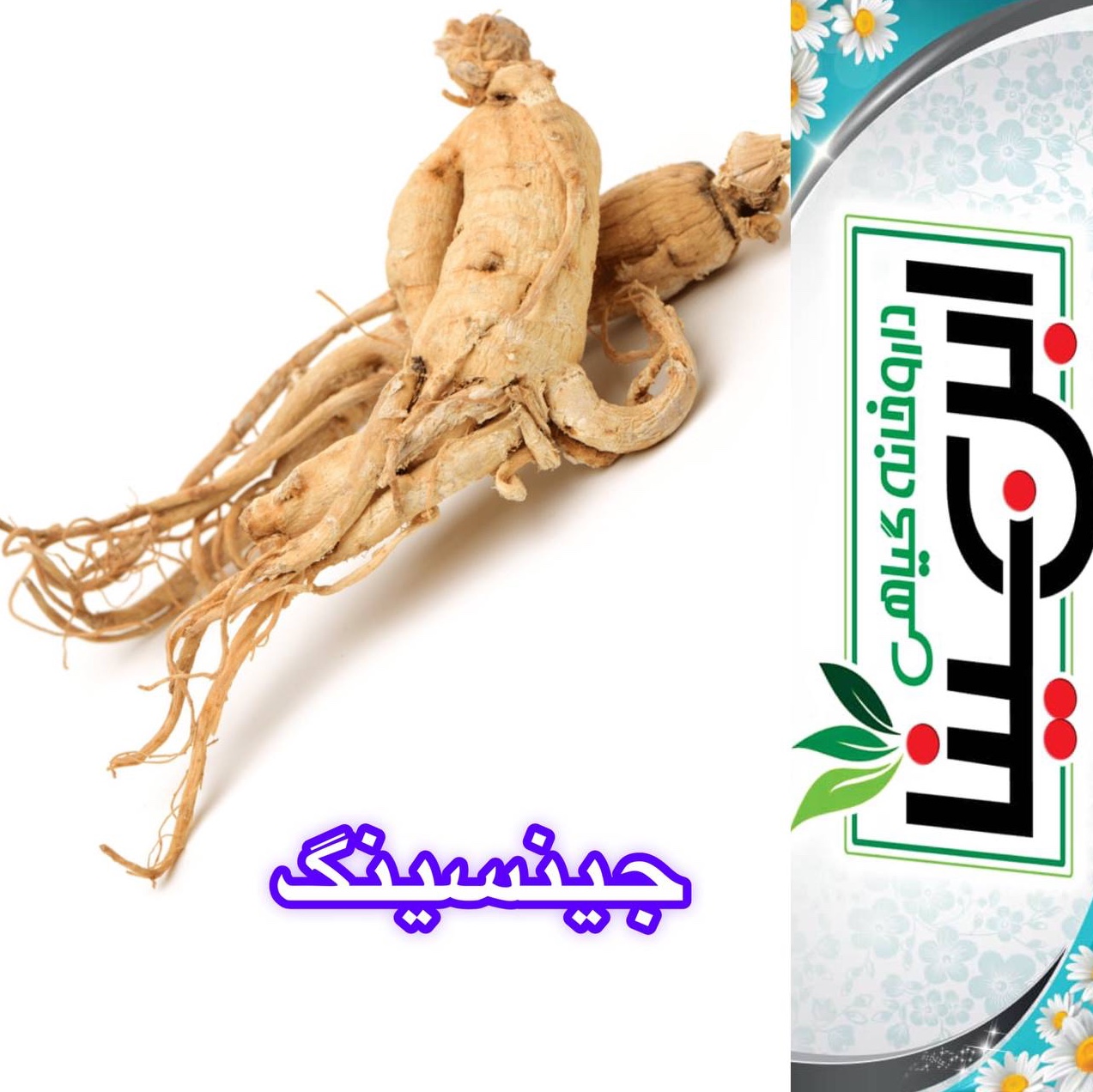 ریشه جینسینگ سفید اصلی