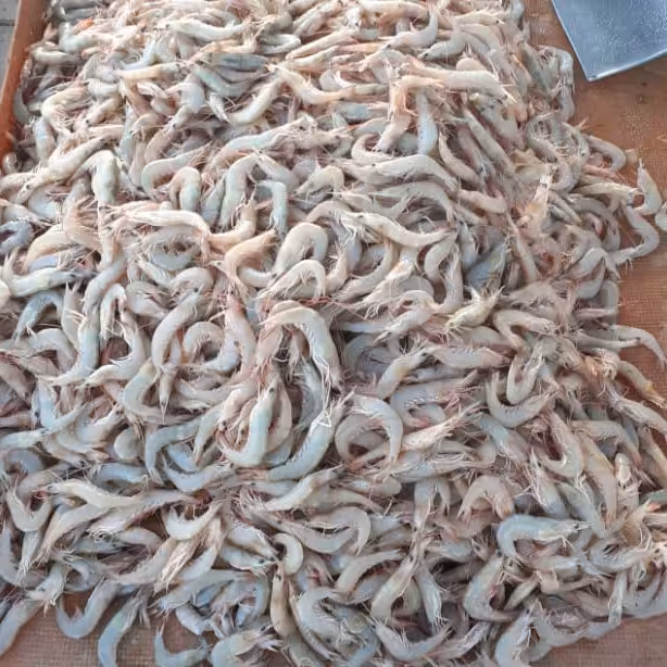 میگوی تازه متوسط