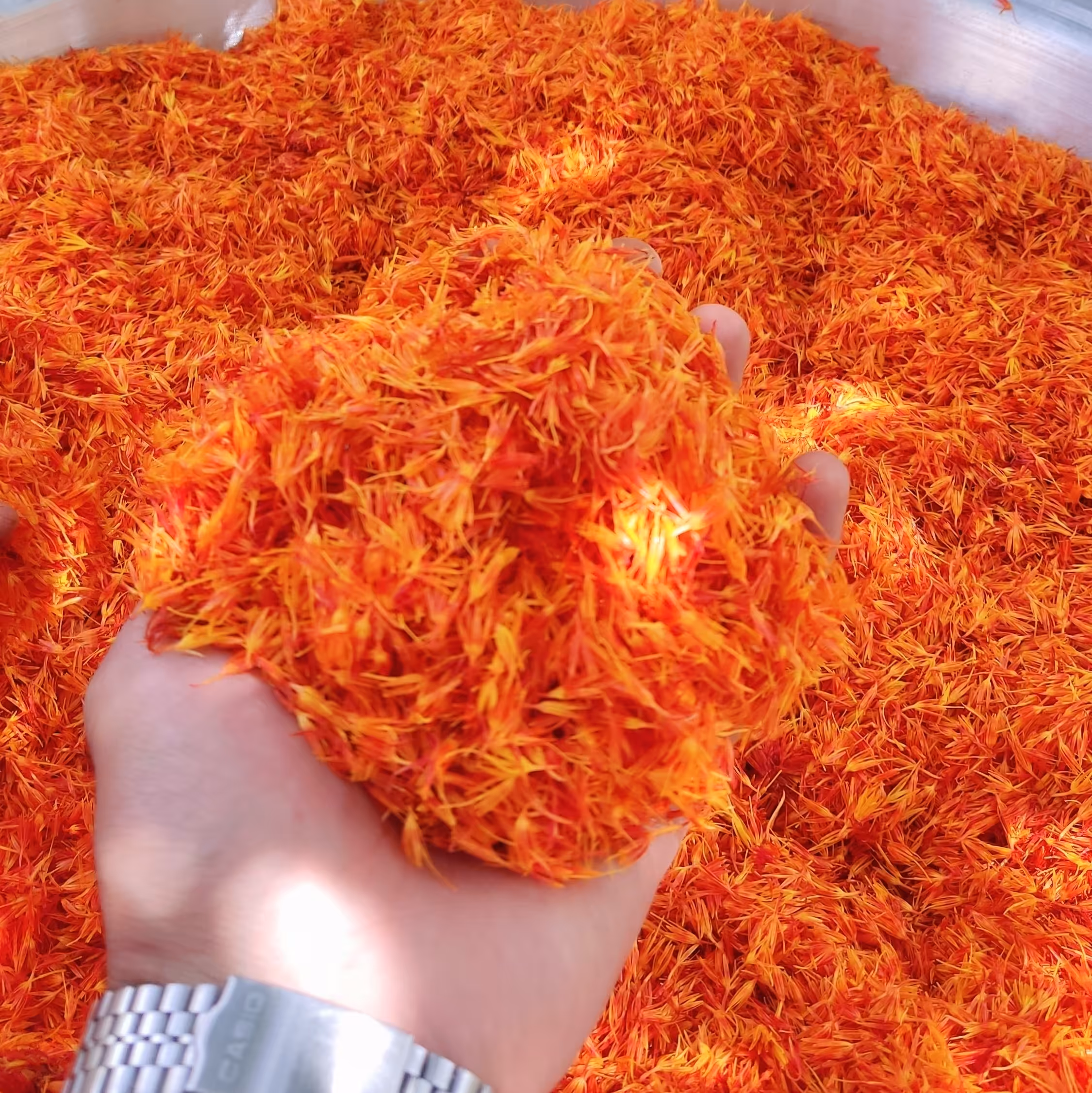 گلرنگ طبیعی-زعفران مصنوعی- رنگ غذا، امسالی خشک شده، تمیز ، - 1 کیلو