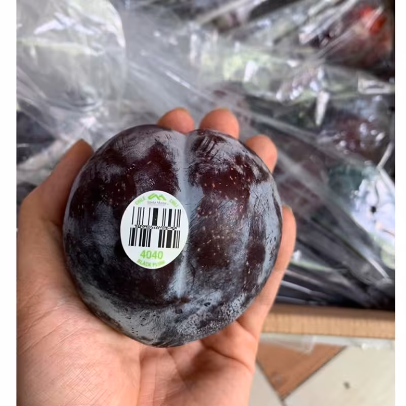 نهال الو آمریکایی 