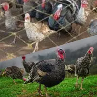 بوقلمون محلی ارگانیک شمال بصورت گرم و پاک شده به سفارش تهیه میگردد