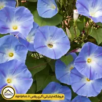 بذر گل نیلوفر آبی هلندی (Ipomea Tricolor Heavenly Blue) مولر