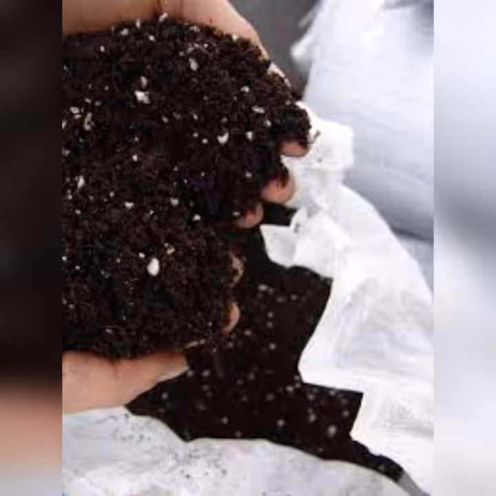 خاک بنفشه آفریقایی (پس کرایه)