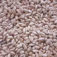 گندم پوست کنده اعلا