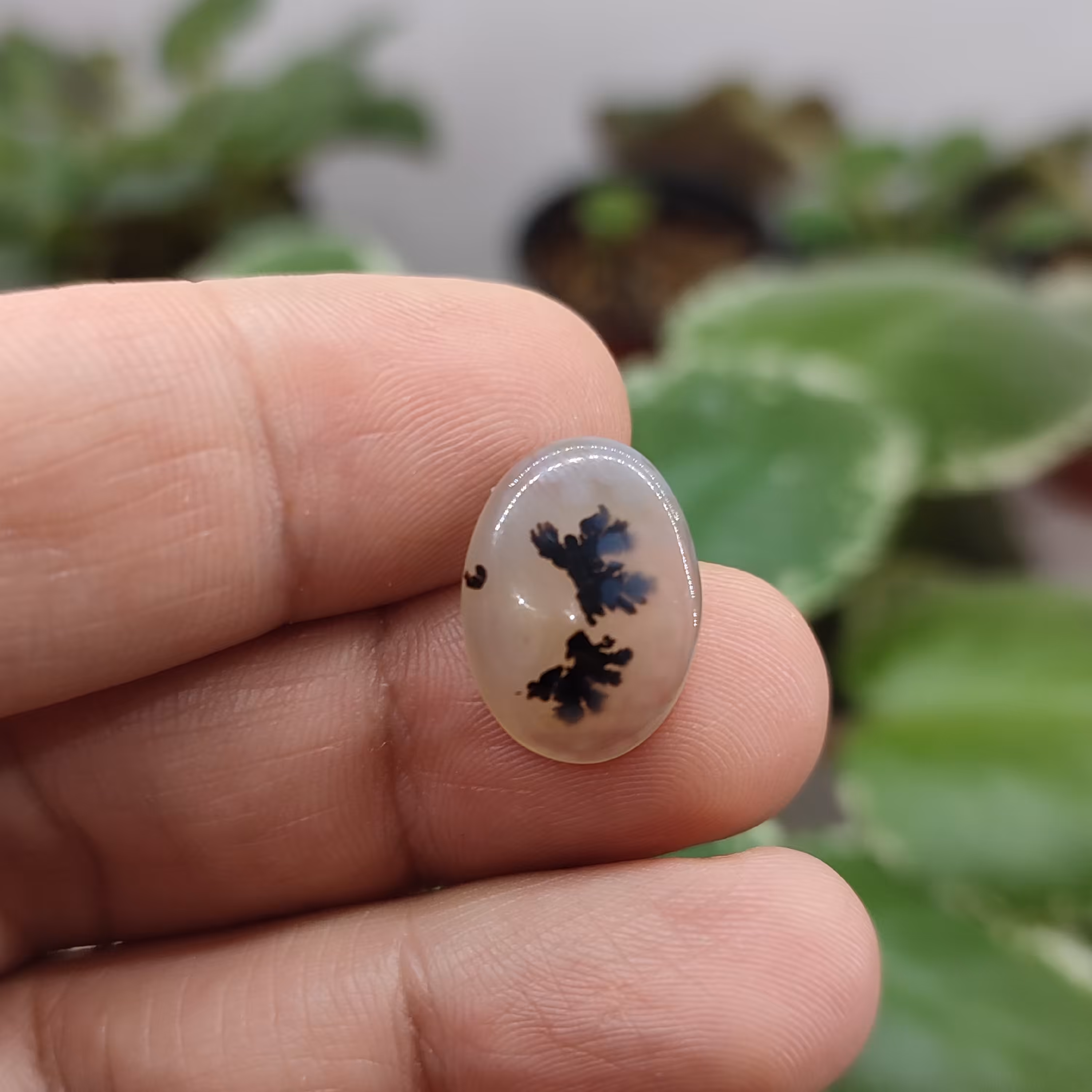  شجر قائن کد 5