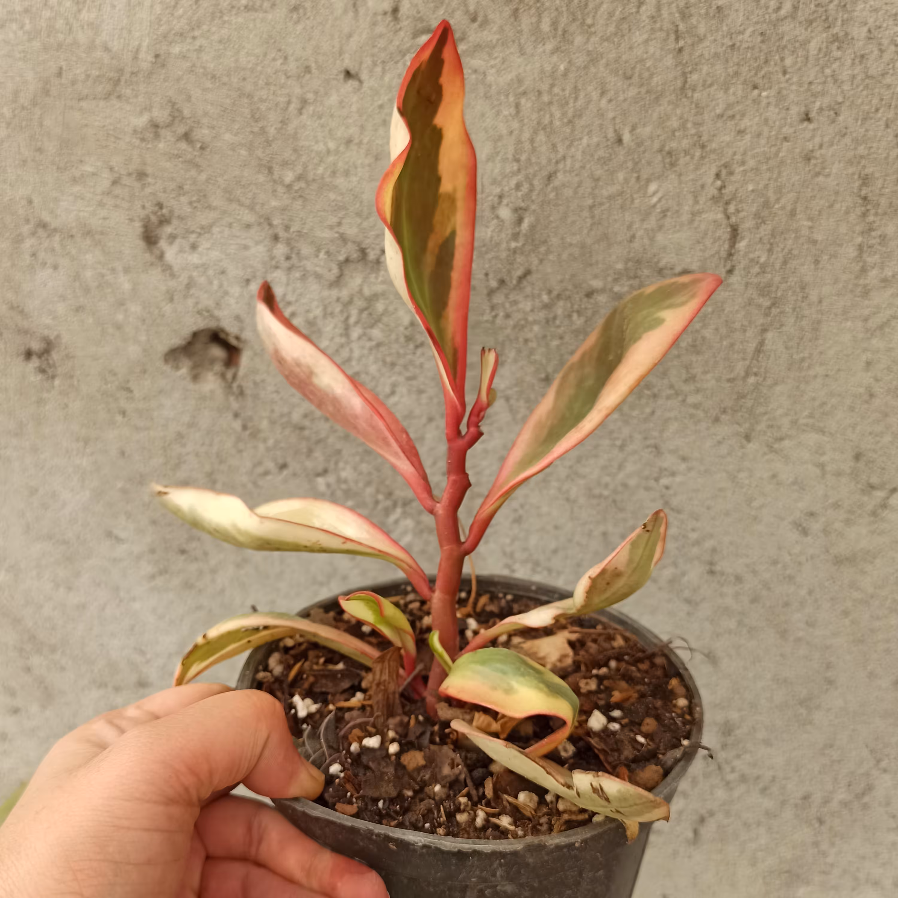 گل قاشقی شرابی رنگ سایز ده