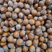 فندق خام درشت و اعلای آذرشهر ارسال رایگان 