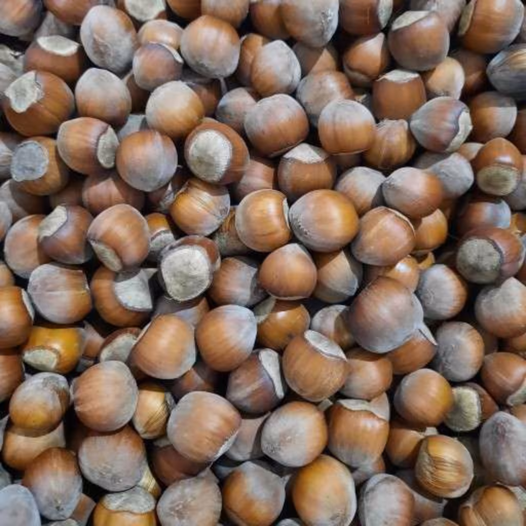 فندق خام درشت و اعلای آذرشهر ارسال رایگان 