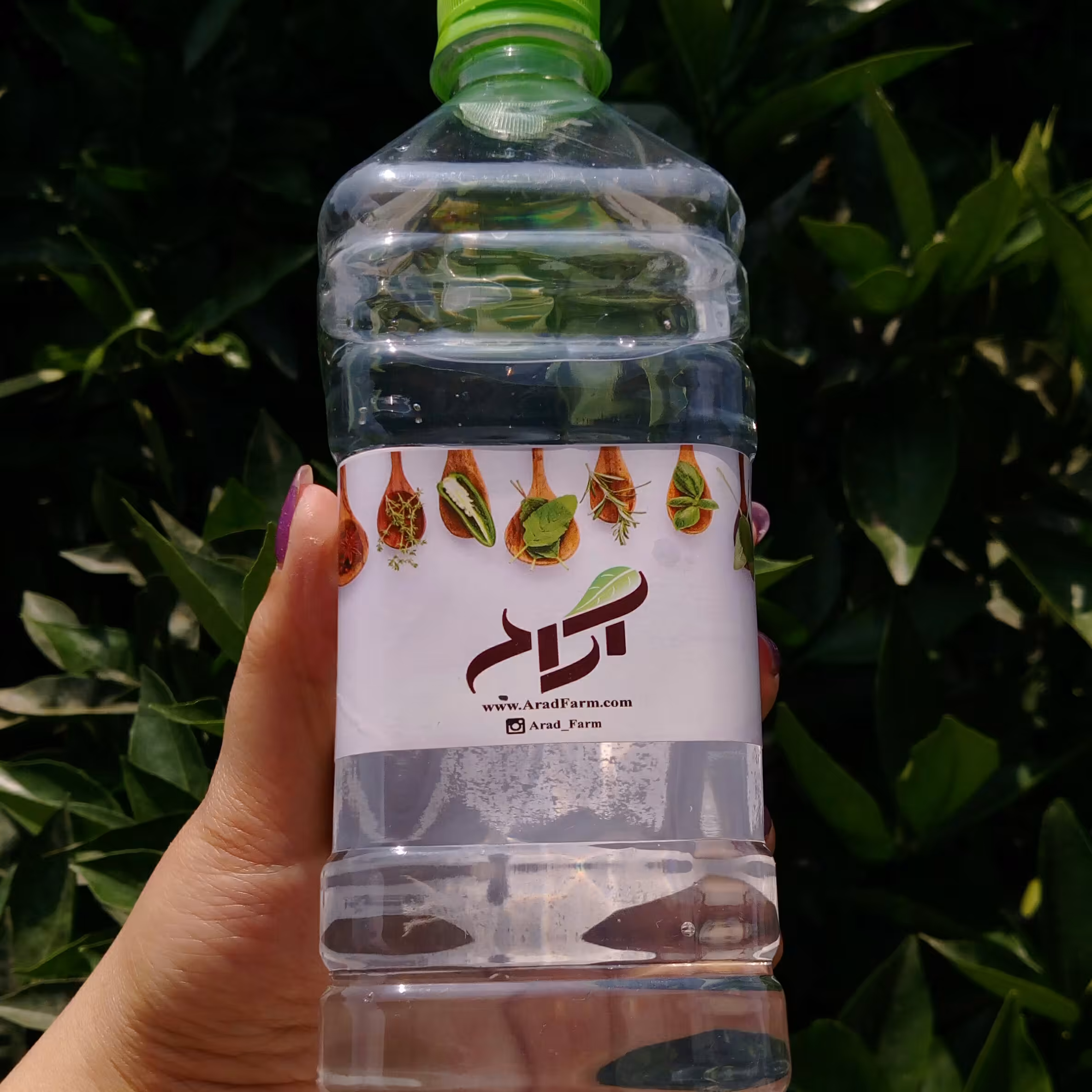 عرق کاسنی درجه یک