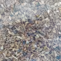 کنجد قهوه ای