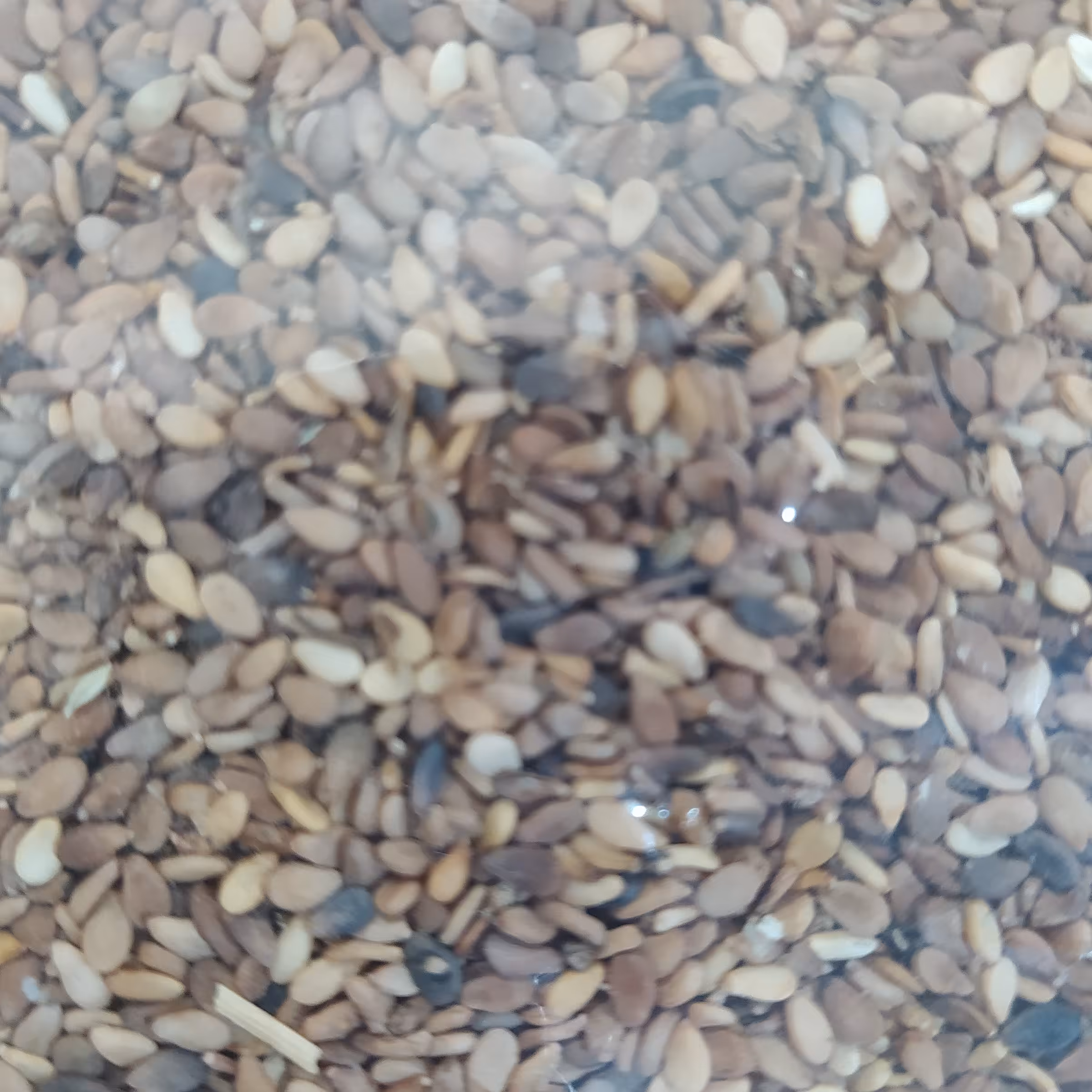 کنجد قهوه ای